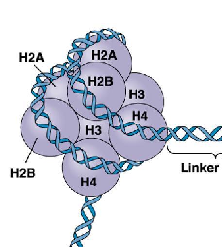 BIOLOGIE MOLECULAIRE (cours) NUCLEOSOME