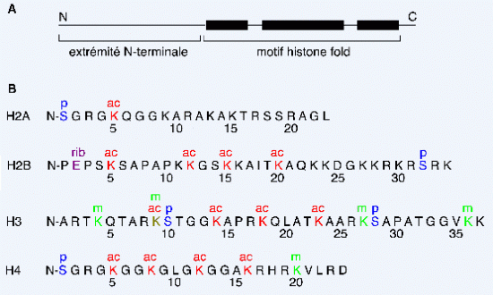 BIOLOGIE MOLECULAIRE (cours) ChromatinFig2Fr