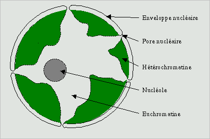 BIOLOGIE MOLECULAIRE (cours) Nucleole