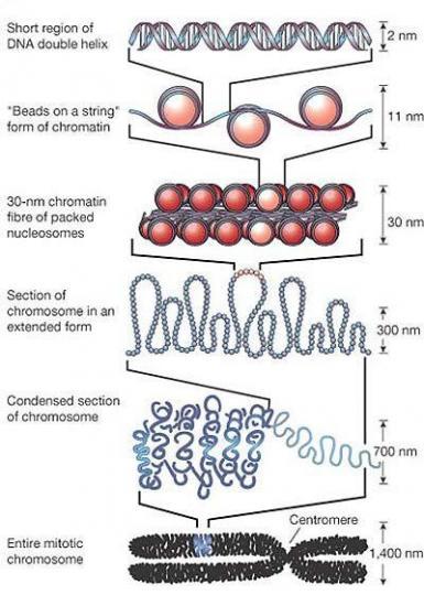 BIOLOGIE MOLECULAIRE (cours) Struchromo