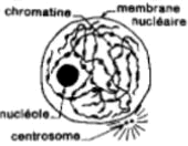 BIOLOGIE MOLECULAIRE (cours) Mit1