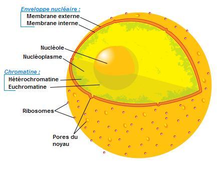 BIOLOGIE MOLECULAIRE (cours) NUCLOL1