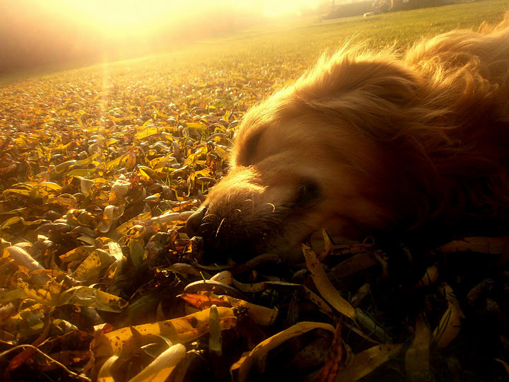 Najljepše fotografije by me ... Amplt3-autumn-cute-dog-fallen-Favim.com-243345