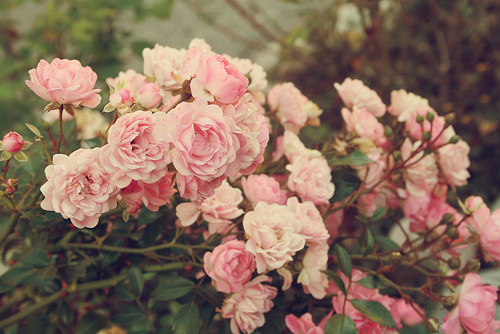 صور ورود 2017, صور زهور منوعة , اجمل صور ورد ملونة 2018 Beautiful-bish-flowers-pink-flowers-pink-roses-Favim.com-266726