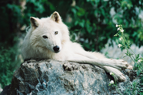 Frigga Alone-beautiful-photography-white-wolf-Favim.com-279937