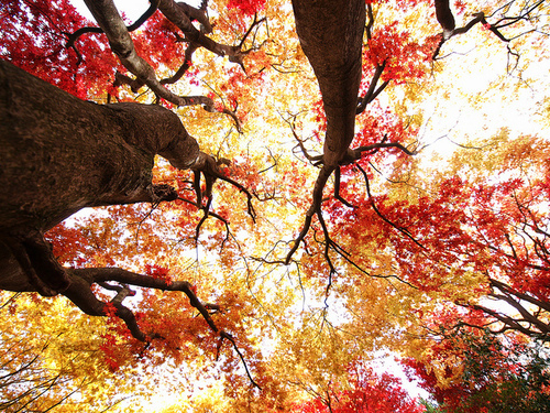 Der Herbst ist... bäh! >< Autumn-fall-fall-leaves-pretty-trees-Favim.com-287453