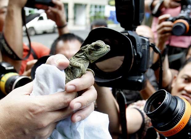  Lagartos raros são resgatados nas Filipinas após contrabando. Liz3