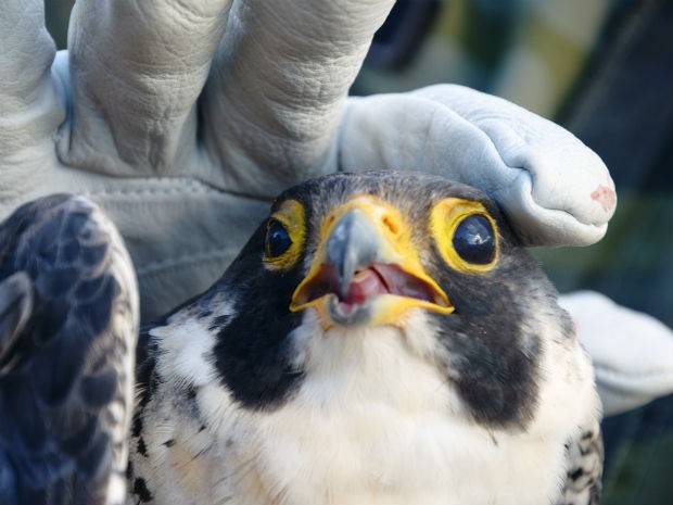 [Brasil] Falcão é resgatado após ser atingido por aeronave em Londrina, PR  Falcao