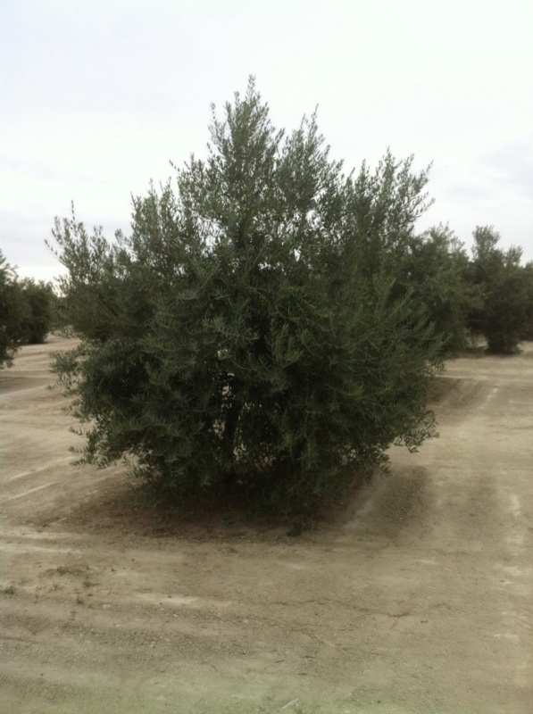 Palomares análisis foliar 2015 (Jaén) 2rnisdc