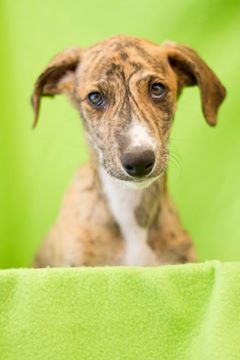 ADOPTADO. KODA. CACHORRITO DE GALGO EN ADOPCION. MADRID. MUY URGENTE. Koda