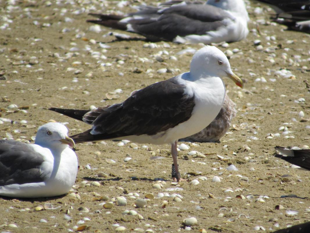 Larus fuscus - anilhas pretas - Noruega (Nils Helge Lorentzen) IMG_6369