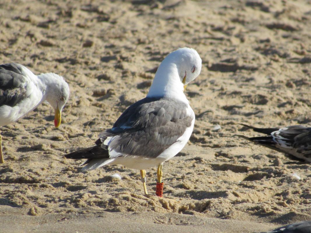 Larus fuscus - anilhas laranjas - França (Matthieu Fortin / Bretagne Vivante) - Página 3 IMG_6813