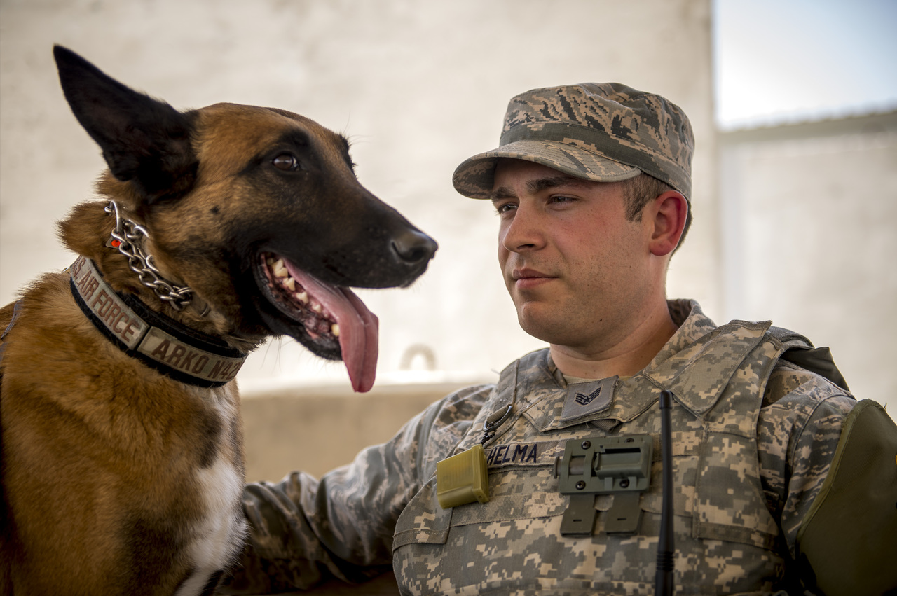 Animaux militaire 1377956