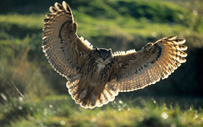 Solaris i Daphne  Eurasian-eagle-owl-bubo-bubo-adult-dietmar-nill