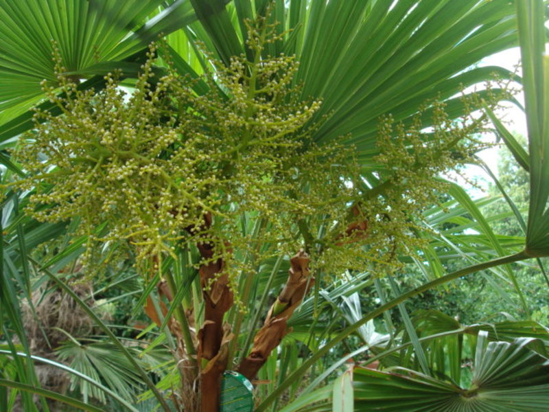 Trachycarpus fortunei  - Stránka 23 DSC02943