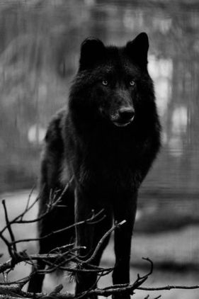 Das Schattenrudel Nature-_Animals-_Wolf-1920x1080