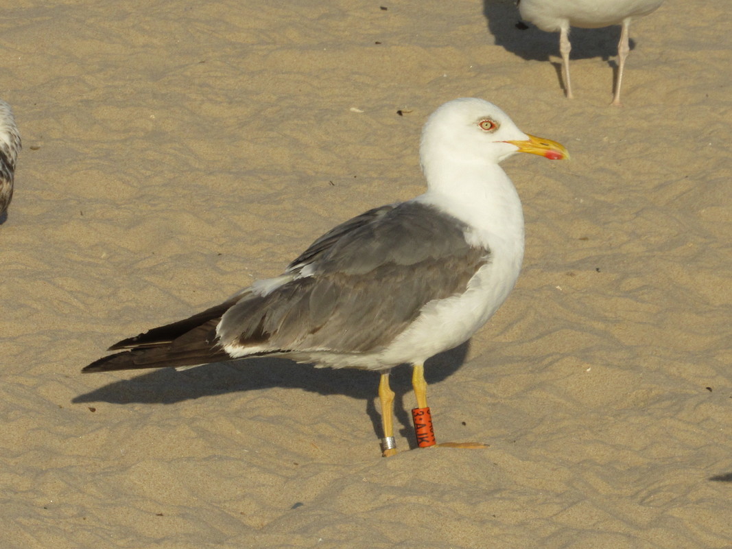 Larus fuscus - anilhas laranjas - França (Matthieu Fortin / Bretagne Vivante) - Página 3 IMG_7139