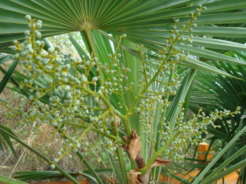 Trachycarpus fortunei  - Stránka 24 DSC04550