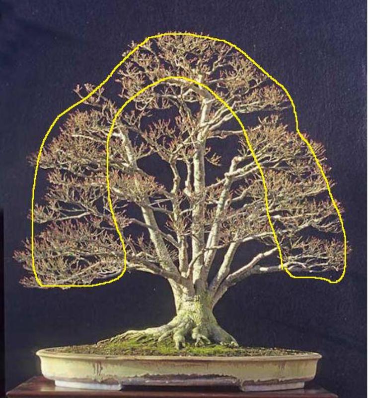 American Bonsai at the NC Arboretum - Page 34 Image