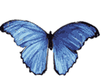 Kelebek Gifleri, Beautiful Butterflies... 203121cb057eb25348a4c19fb0c71d3e