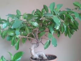 FICUS RETUSA Thump_8344394ficus