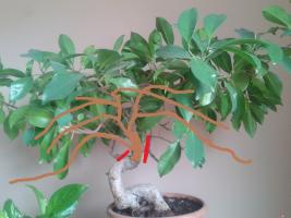 ficus - FICUS RETUSA Thump_8351098posible-detalle