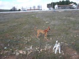 Intentándolo con el Foxterrier Thump_4227056foro-2