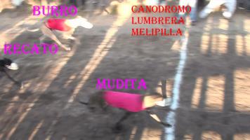 Nueva jornada de carreras de galgos en la cancha de Lumbreras Melipilla Domingo 09-02-2014 - Página 4 Thump_8811758llegada-mudita