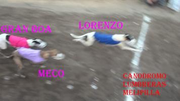 Nueva jornada de carreras de galgos en la cancha de Lumbreras Melipilla Domingo 09-02-2014 - Página 4 Thump_8811767llegada-lorenzo