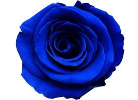 FLORES Y AMORES  PARA MI AMIGO INOLVIDABLE Thump_8752182macizoderosasazules1