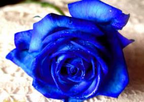 FLORES Y AMORES  PARA MI AMIGO INOLVIDABLE Thump_8752195rosas-azules00011