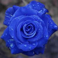 FLORES Y AMORES  PARA MI AMIGO INOLVIDABLE Thump_8752199rosa-azul-2