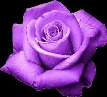 FELIZ ENERO Thump_8769551rosa-violeta1