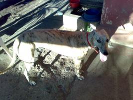 galgos que  he tenido . Thump_151830923042009036