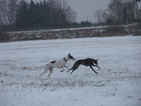 Galgo MATTEO aus Andalusien sucht ... -Galgo Lovers- - Seite 5 3563548