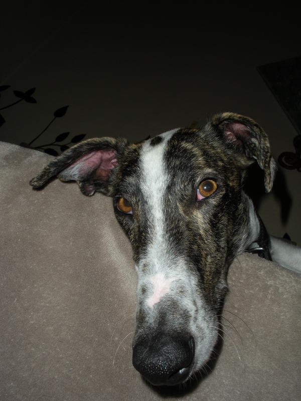 Galgo MATTEO aus Andalusien sucht ... -Galgo Lovers- - Seite 5 3566299