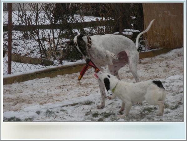 Galgo MATTEO aus Andalusien sucht ... -Galgo Lovers- - Seite 5 3577345