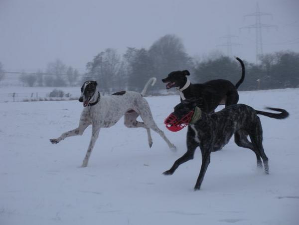 Galgo MATTEO aus Andalusien sucht ... -Galgo Lovers- - Seite 5 3583140