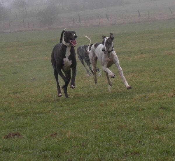 Galgo MATTEO aus Andalusien sucht ... -Galgo Lovers- - Seite 6 3622225