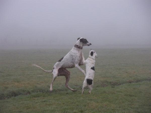 Galgo MATTEO aus Andalusien sucht ... -Galgo Lovers- - Seite 6 3630152