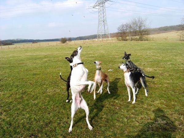 Galgo MATTEO aus Andalusien sucht ... -Galgo Lovers- - Seite 8 3758439