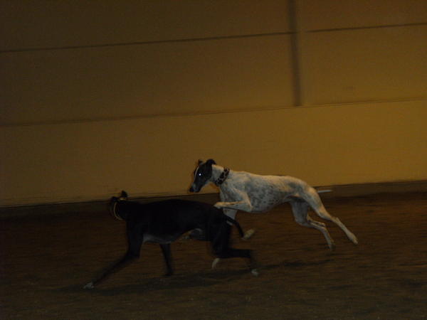 Galgo MATTEO aus Andalusien sucht ... -Galgo Lovers- - Seite 8 3786887