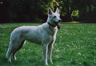 In loving memory of my beloved white shepherd Cary 3793292