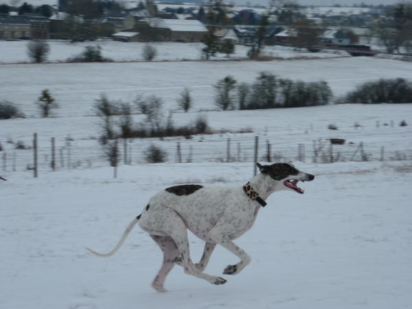 Galgo MATTEO aus Andalusien sucht ... -Galgo Lovers- - Seite 8 3795245