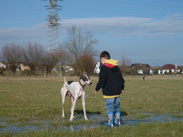 Galgo MATTEO aus Andalusien sucht ... -Galgo Lovers- - Seite 8 3813170