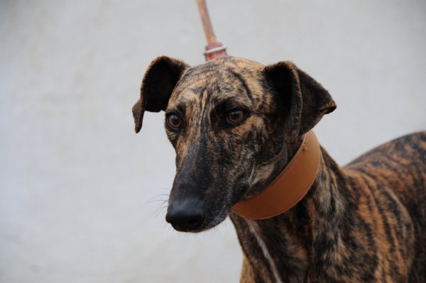 Galgo GALLINDO aus San Anton sucht ... Galgo-Hilfe.de 3821738