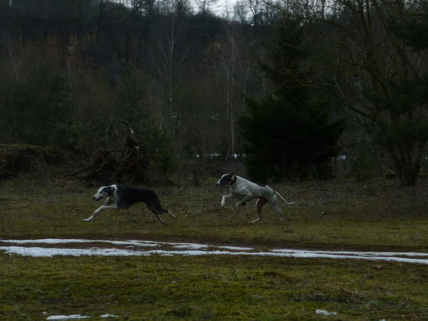 Galgo MATTEO aus Andalusien sucht ... -Galgo Lovers- - Seite 8 3824188