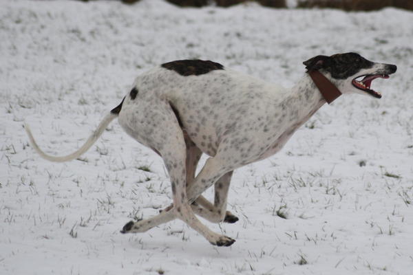 Galgo MATTEO aus Andalusien sucht ... -Galgo Lovers- - Seite 8 3830414