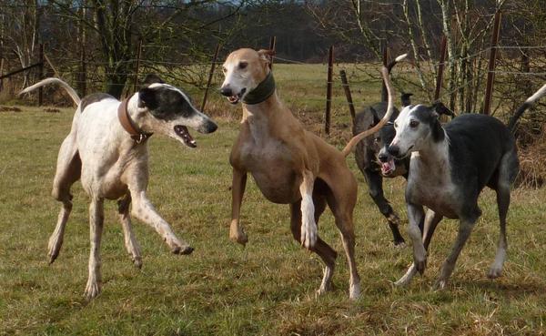 Galgo MATTEO aus Andalusien sucht ... -Galgo Lovers- - Seite 9 3853112