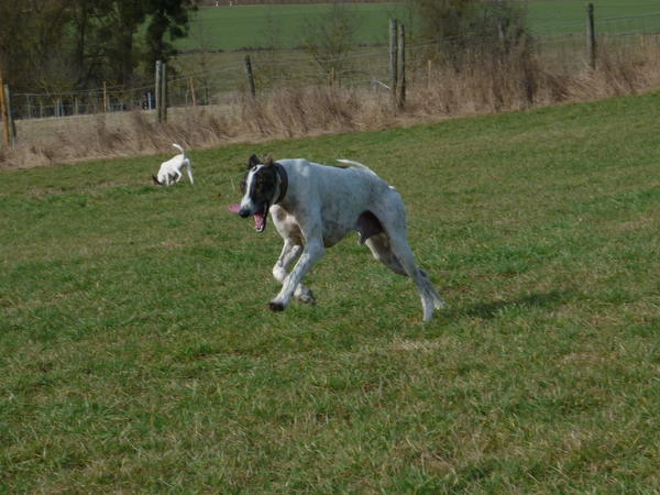 Galgo MATTEO aus Andalusien sucht ... -Galgo Lovers- - Seite 9 3868038